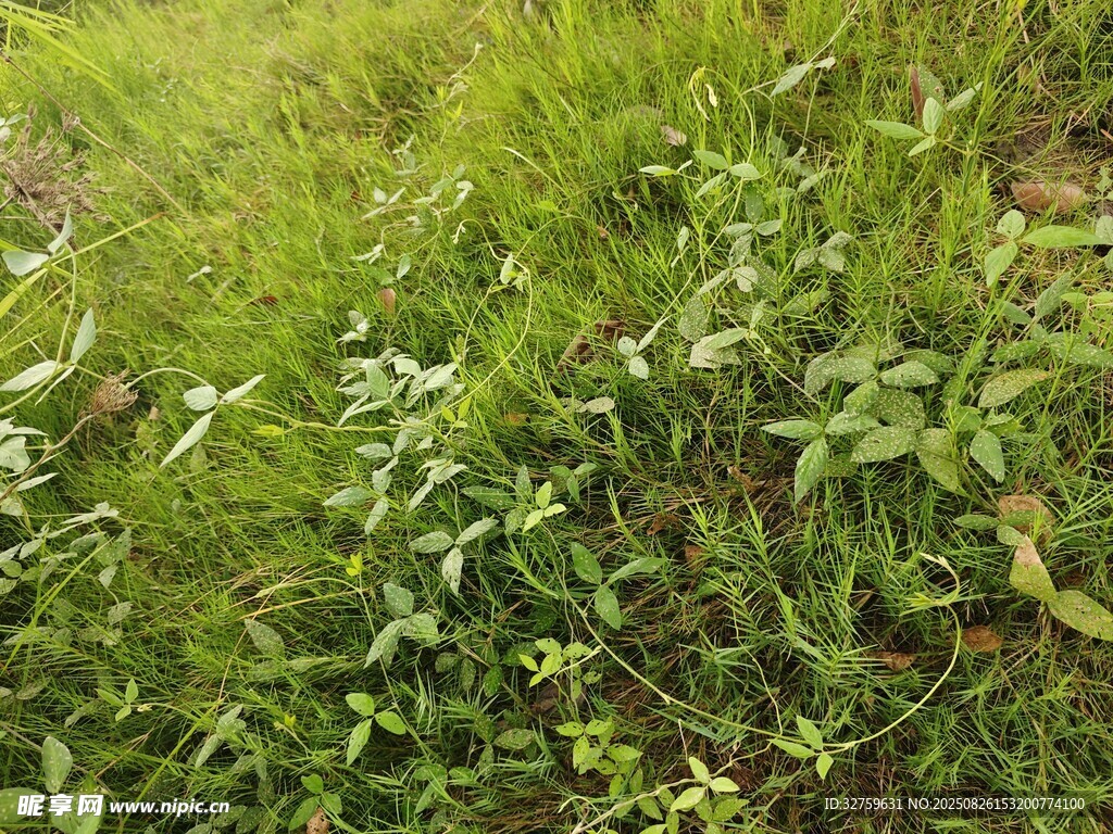 野外茂盛的绿色植物