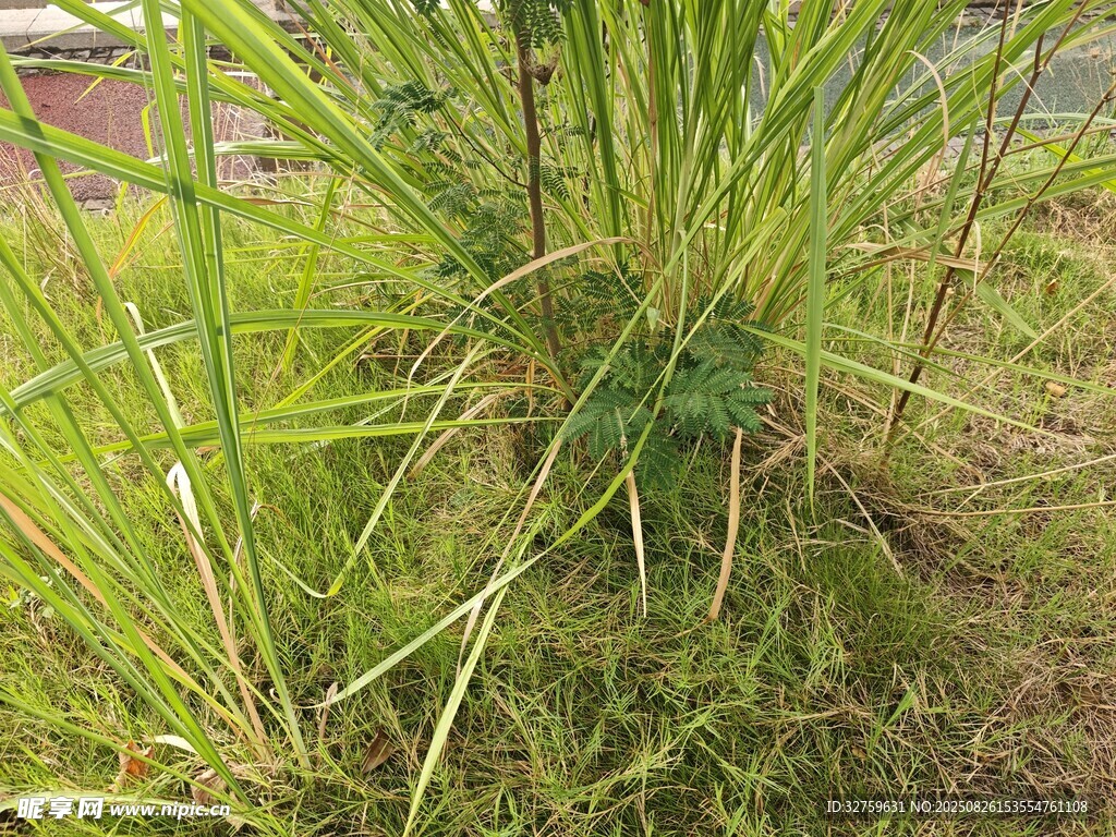 草丛中的绿色植物