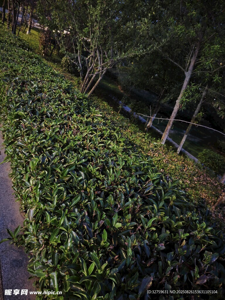 茶园小径风光