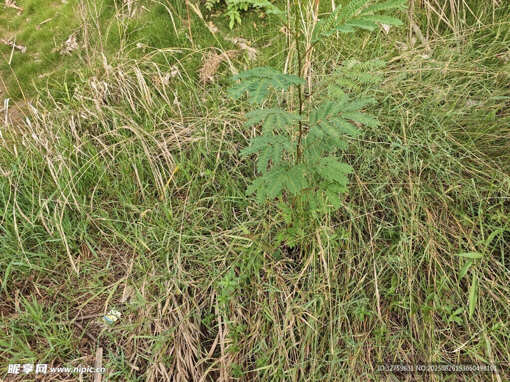 草地上的绿色植物