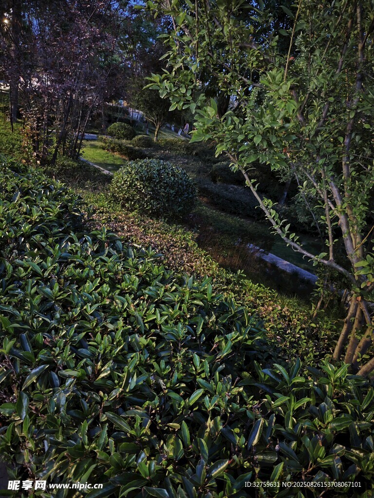 夜晚绿植环绕的静谧小径