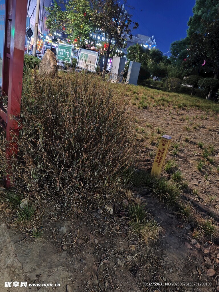 户外夜色下的杂草场景