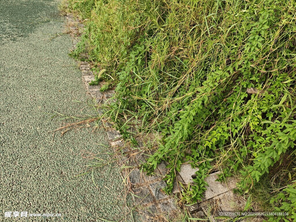 路边蔓生的绿色植物
