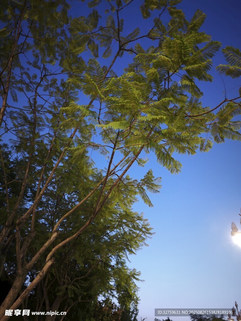 蓝天绿树间的明亮月亮