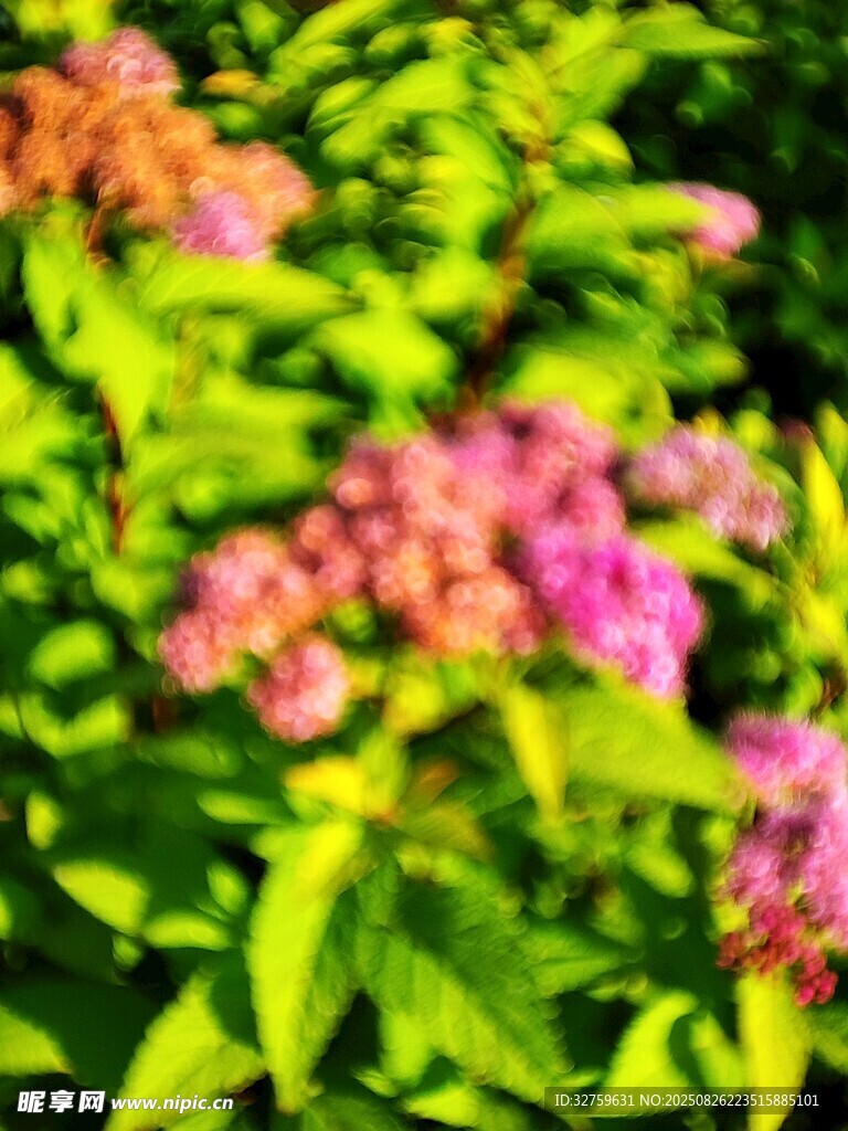 阳光下的多彩花卉