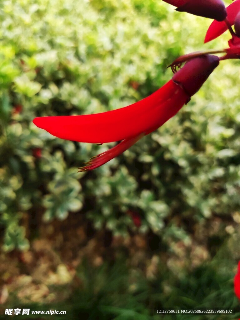 娇艳红花瓣