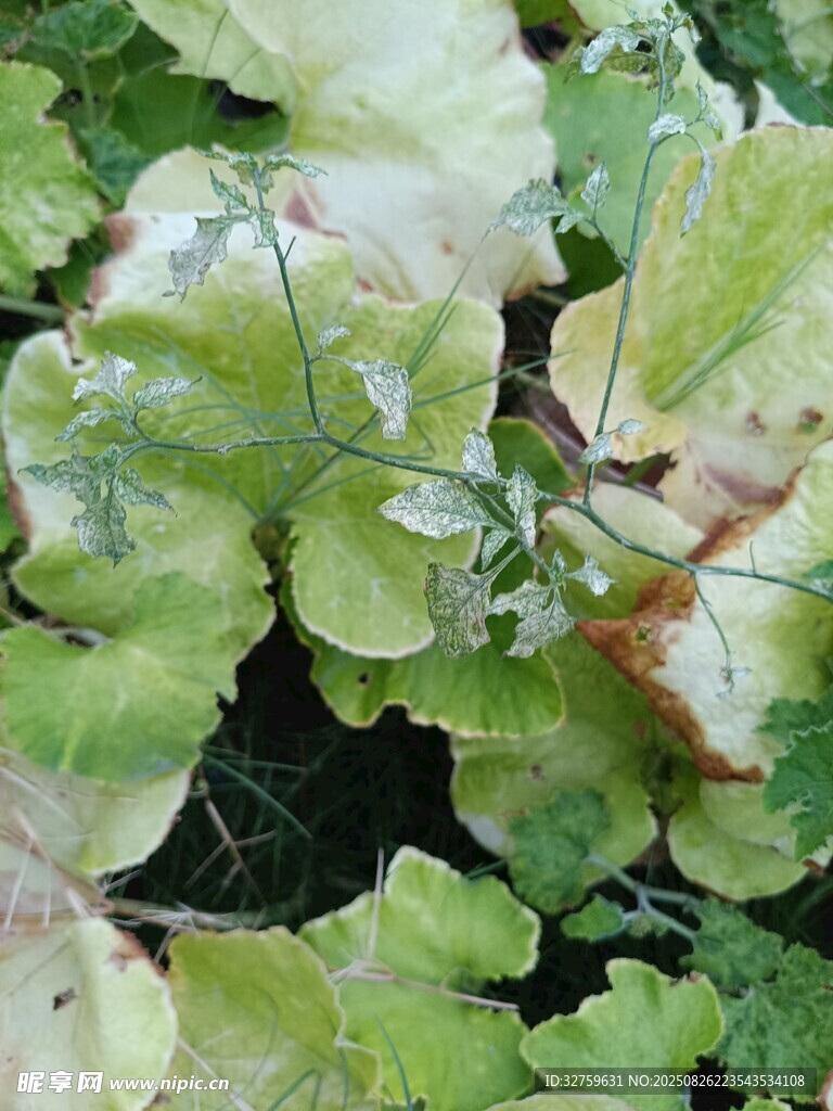 绿叶上的昆虫特写