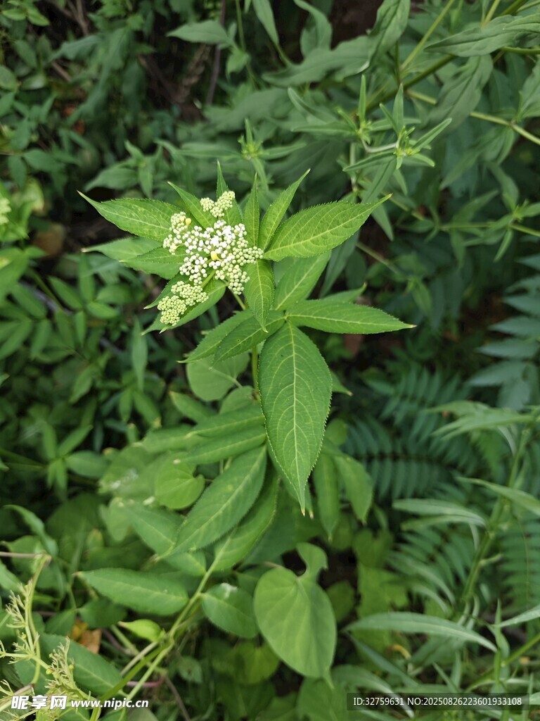 绿叶间的白色小花