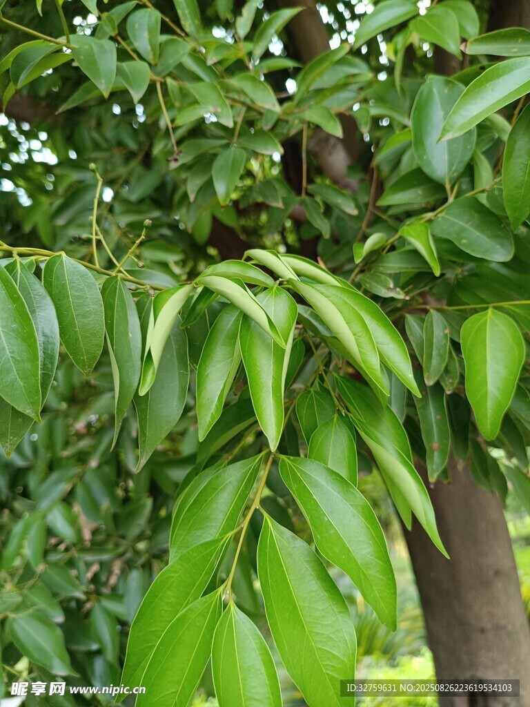 绿叶繁茂的树木景象