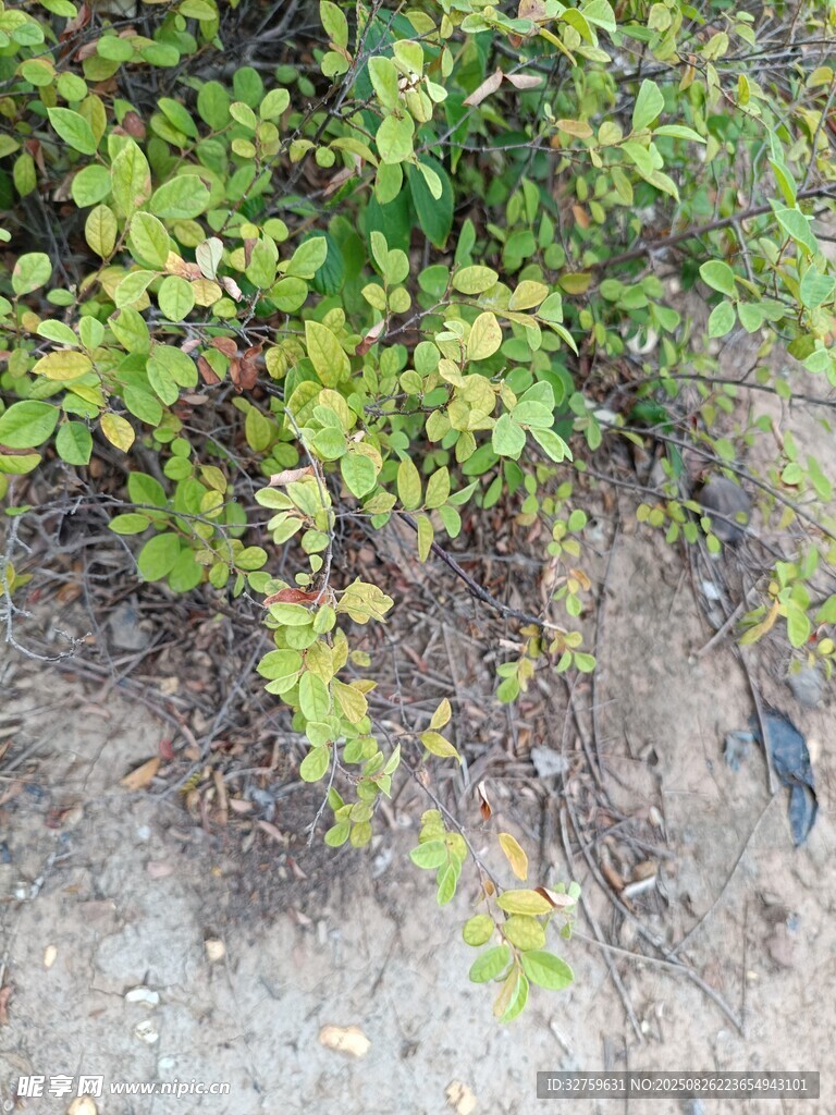 地面绿植与黑色物件场景