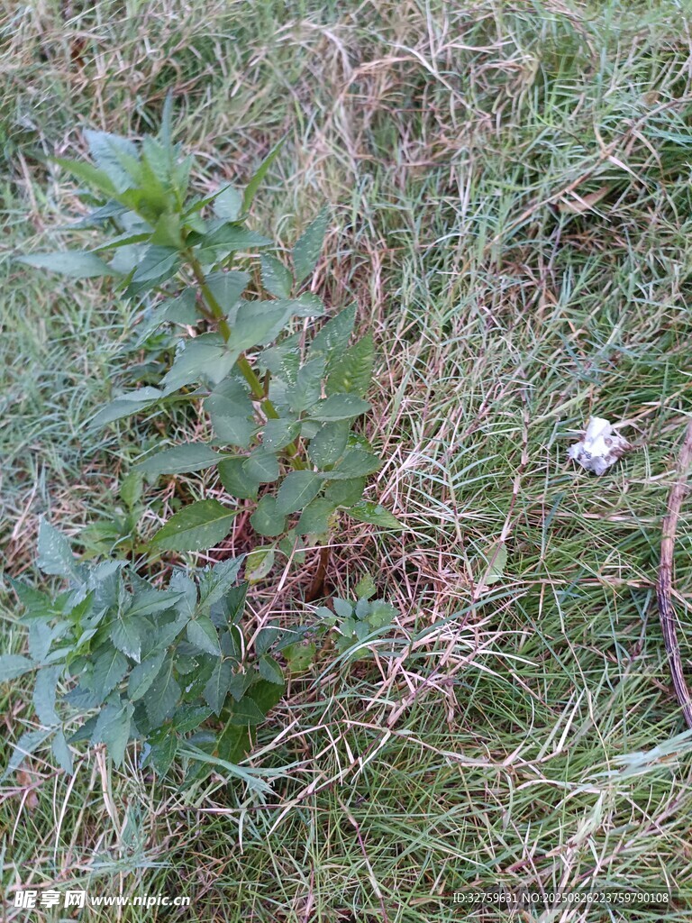 草地上的绿色植物