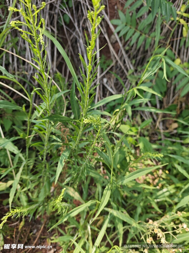 野外丛生的绿色植物