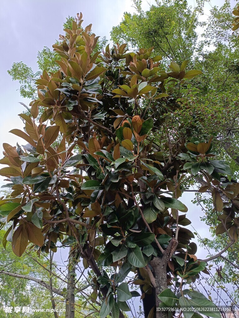 枝叶繁茂的高大树木