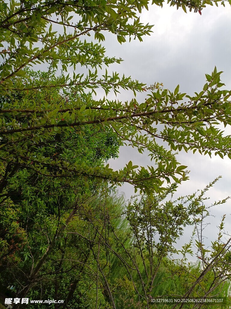 湖边繁茂绿植风景