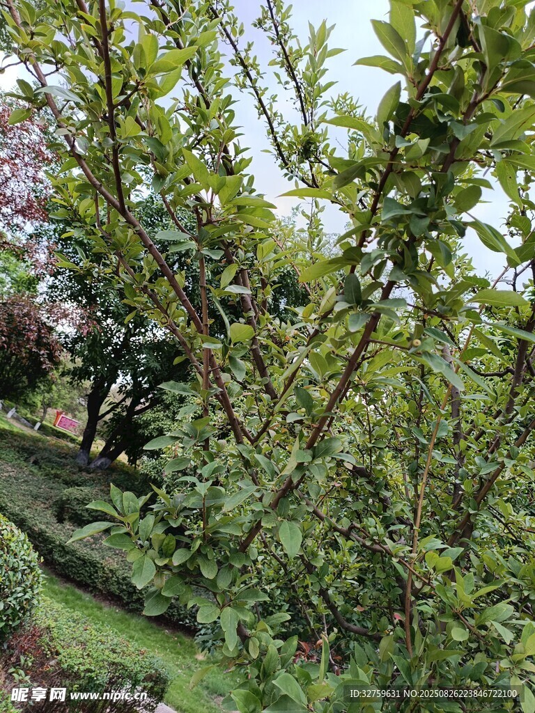 绿叶繁茂的树木景观