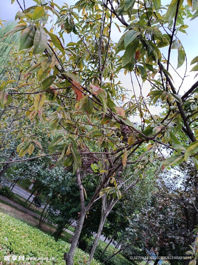 公园中繁茂的绿树景象