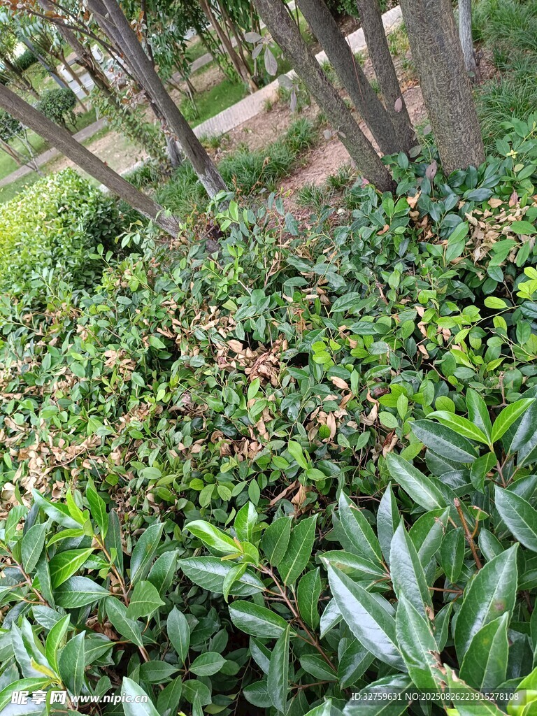繁茂绿植 