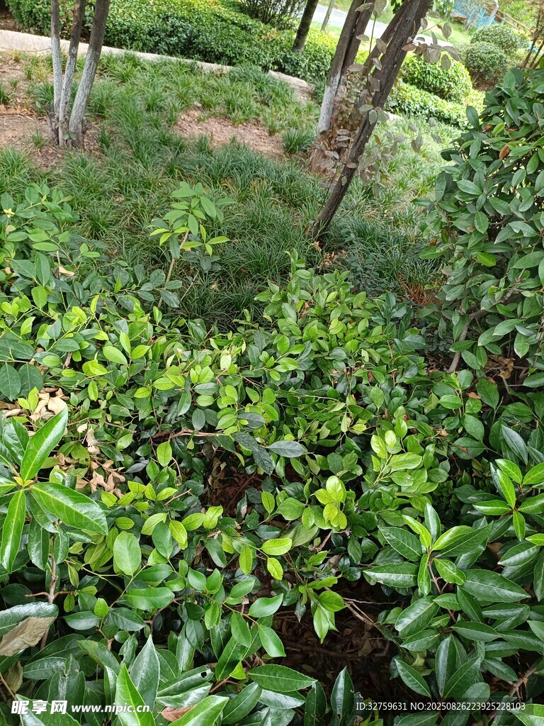 绿意盎然的林下植物景观