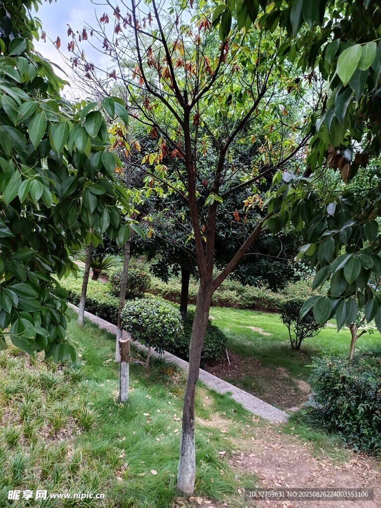 小径旁的绿树与繁茂植被
