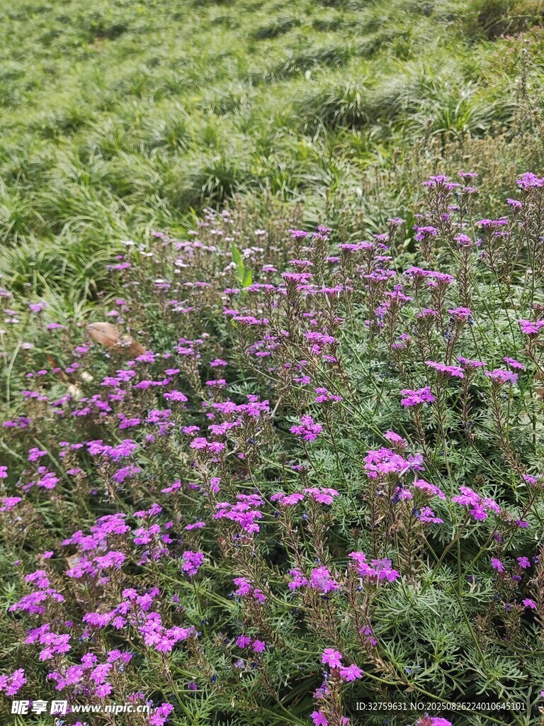 紫色野花盛开的绿色草地