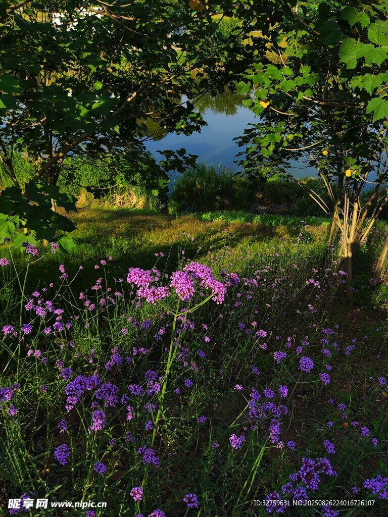 林间紫花绽放的静谧美景