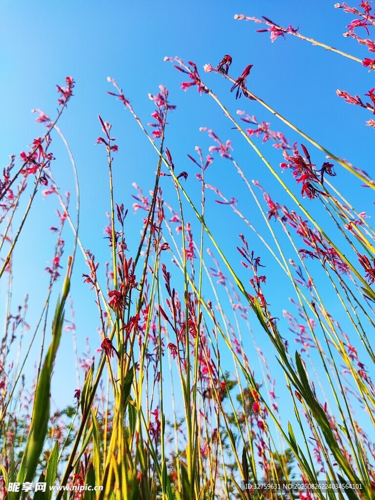 蓝天映衬下的绚烂粉花