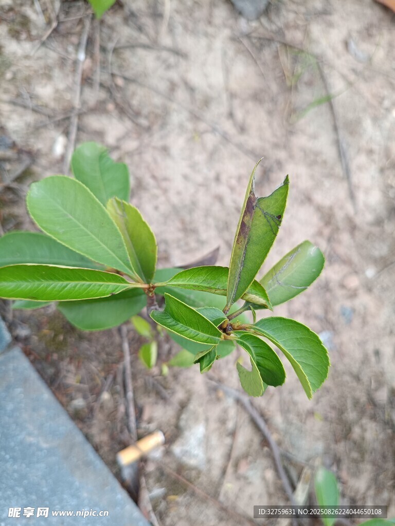 嫩绿枝叶特写