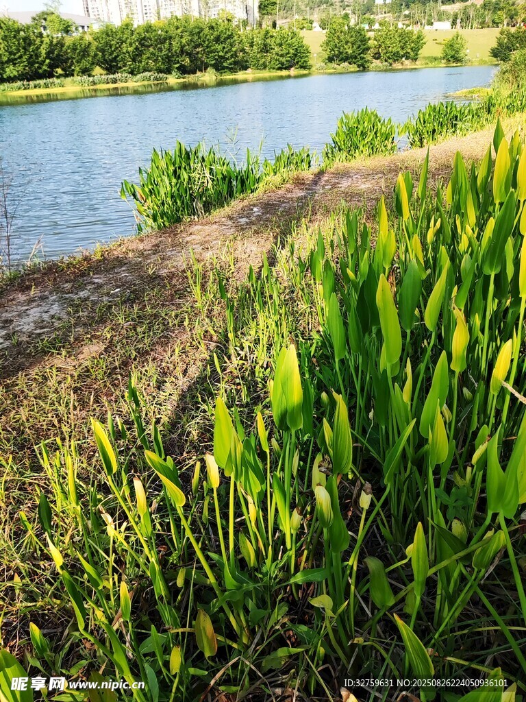 湖畔葱郁绿植景观