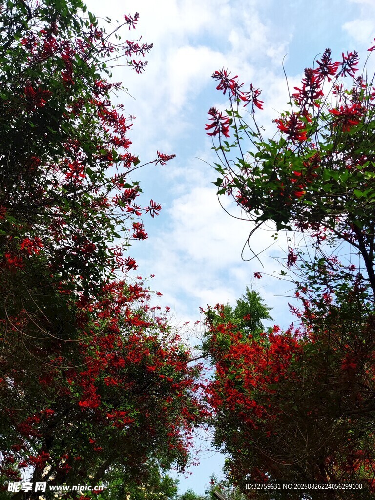 仰望繁花满树的绚烂
