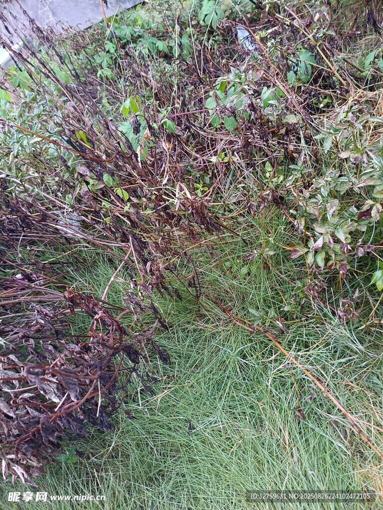 野外丛生植物景象