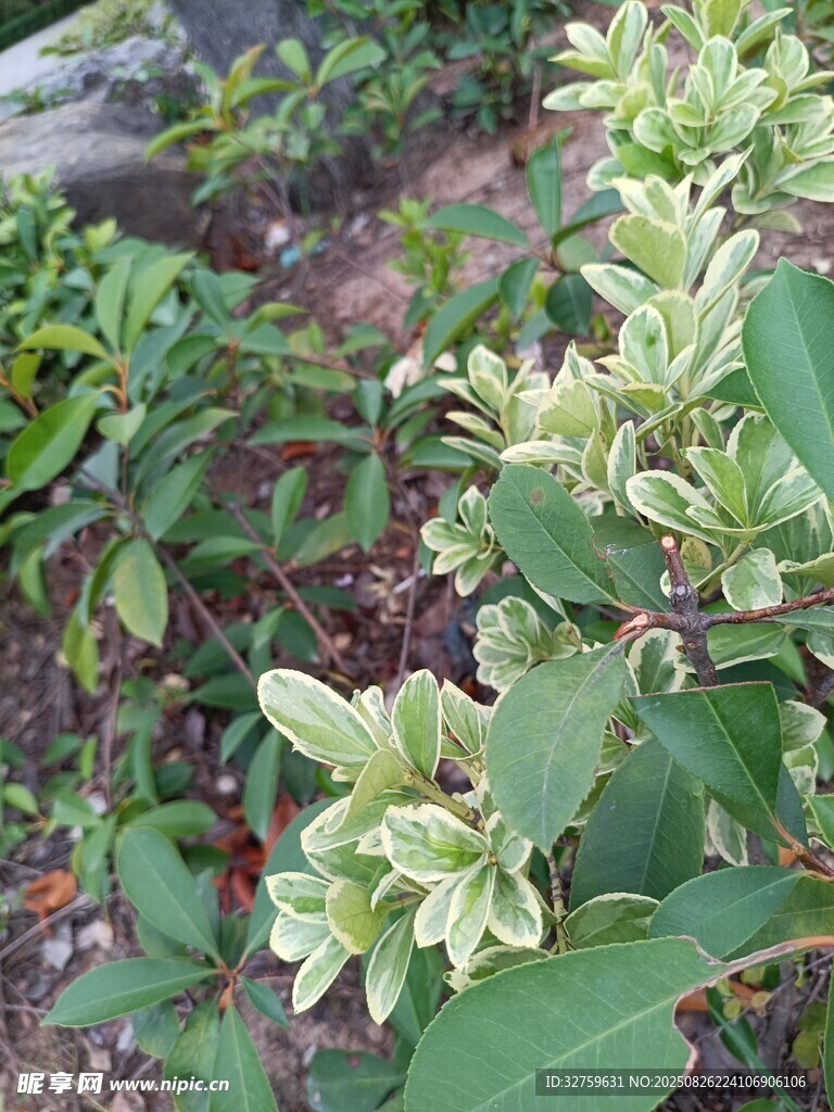 绿叶白花植物特写