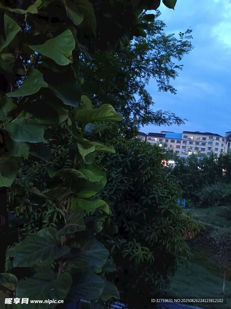 透过枝叶看远处建筑物