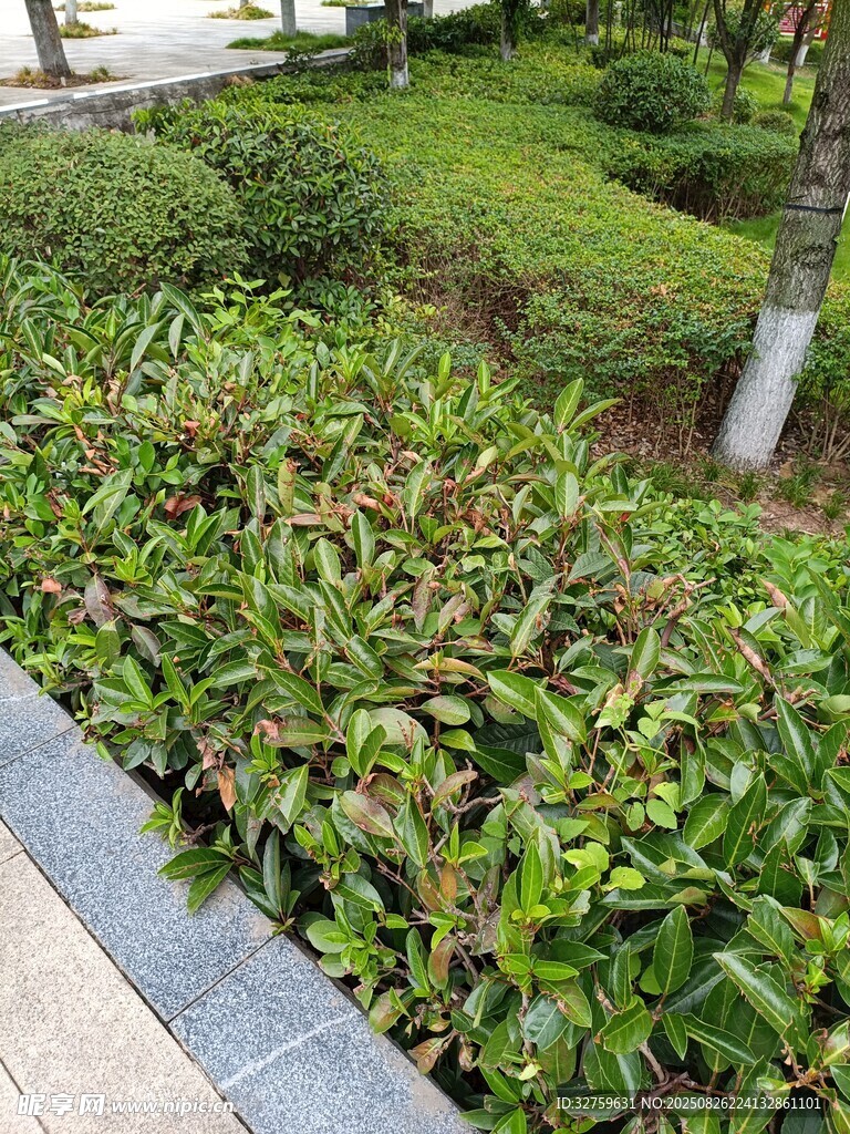 路边绿植景观