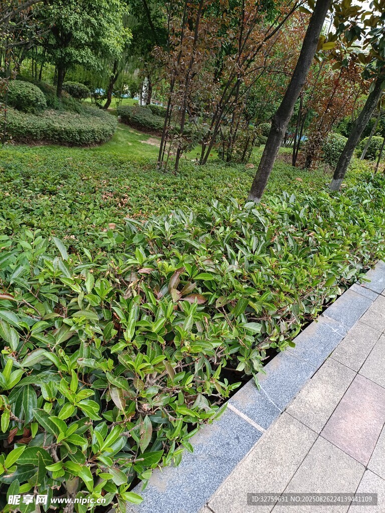路边绿意盎然的植物景观