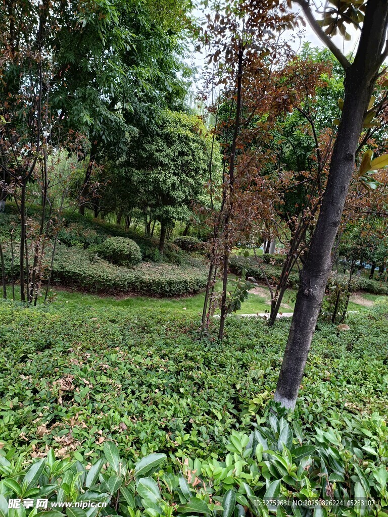 绿意盎然的林间花草景观