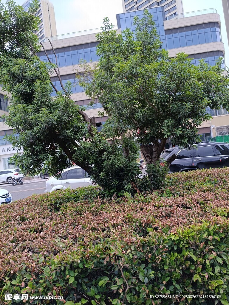 城市街边绿植景观