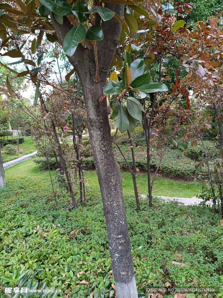 林间树木与葱郁植被景观
