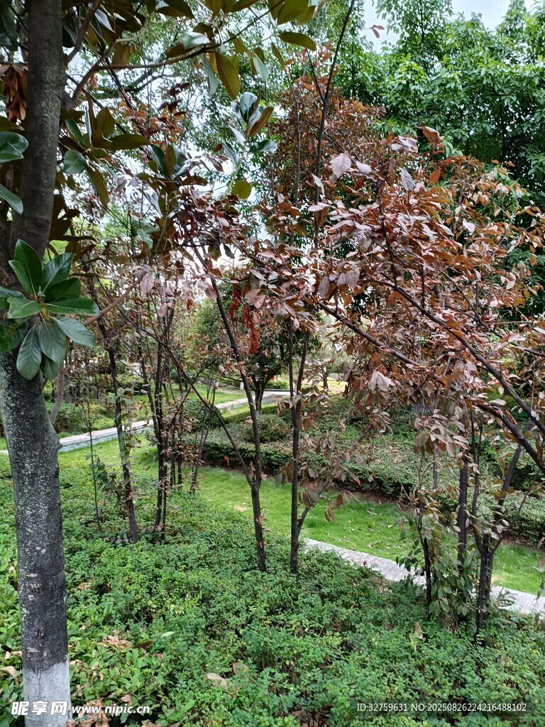 秋日公园树木景观