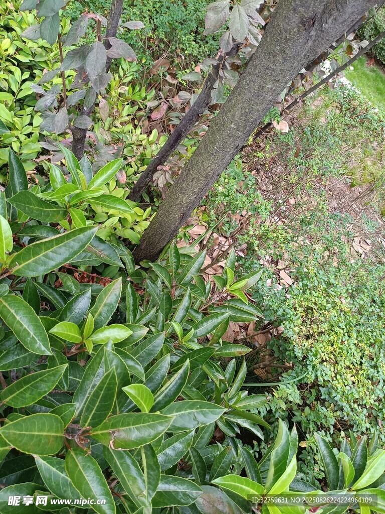 树干旁生长的繁茂绿植