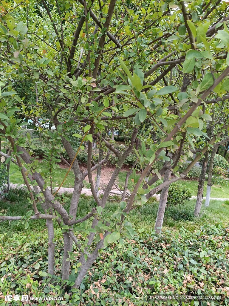 绿植