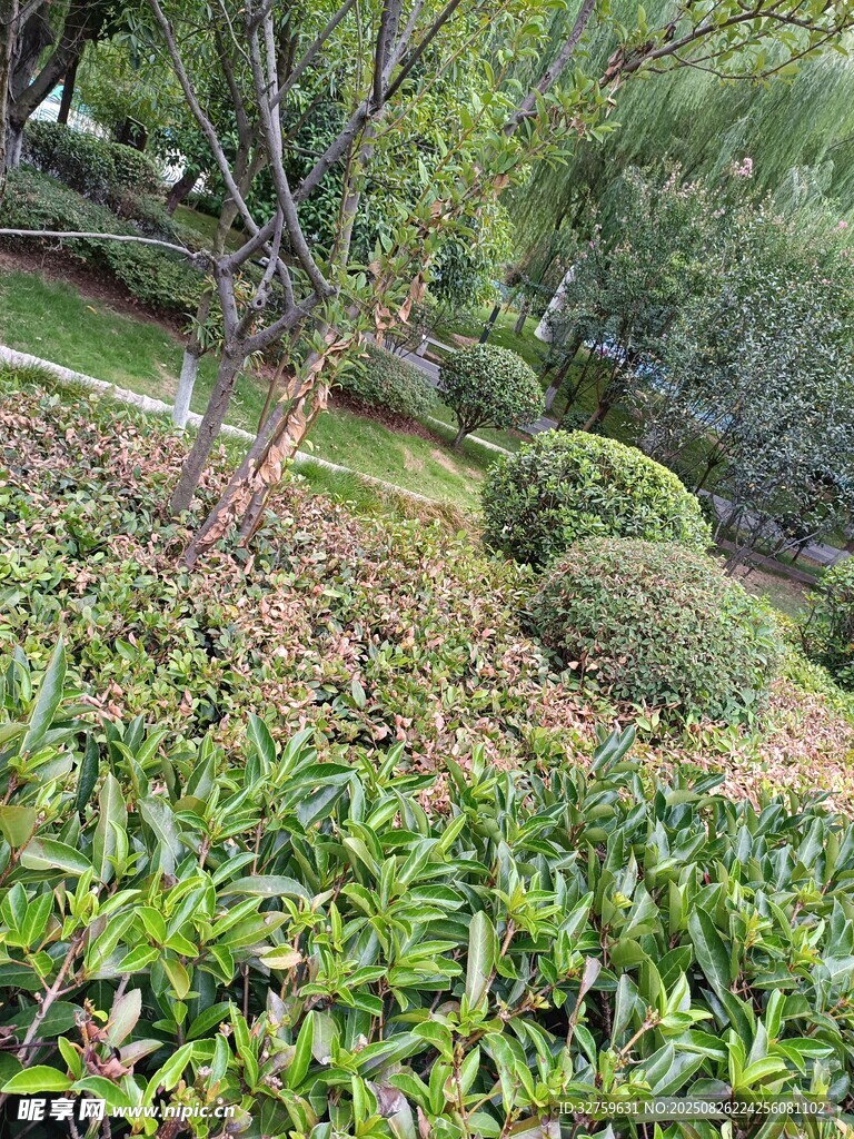 绿意盎然的园林植物景观
