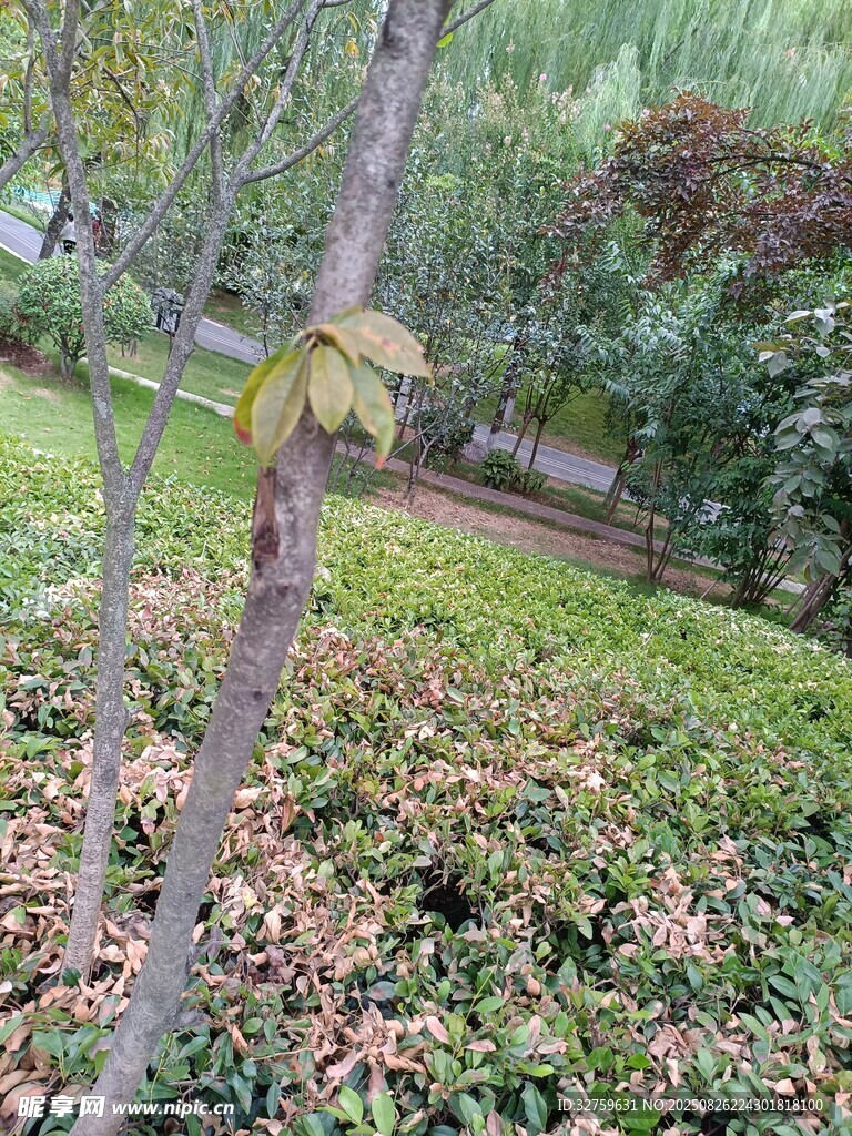 秋日园林落叶景观