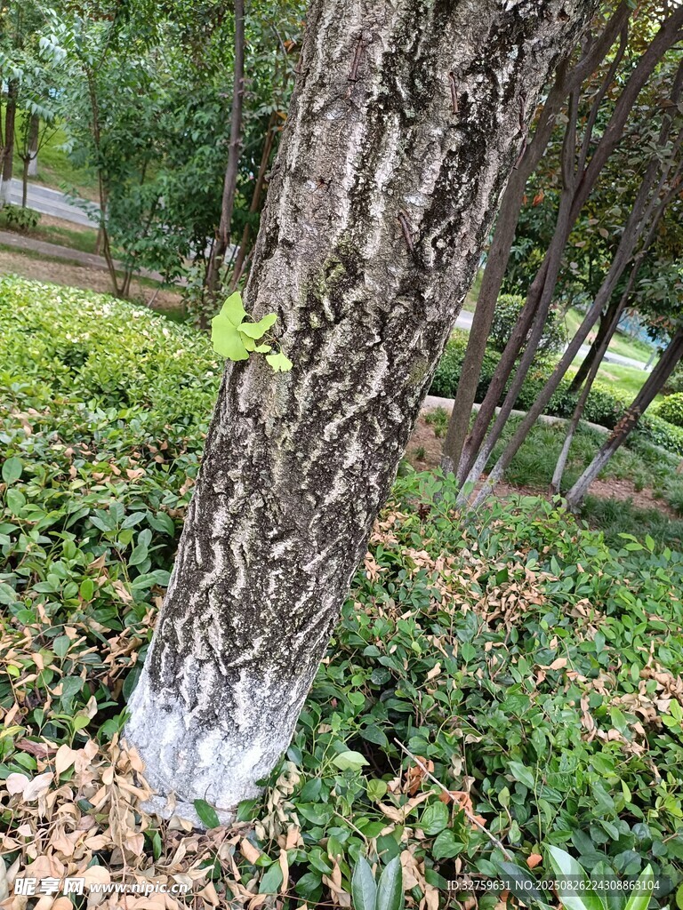 树干近景下的绿植与落叶