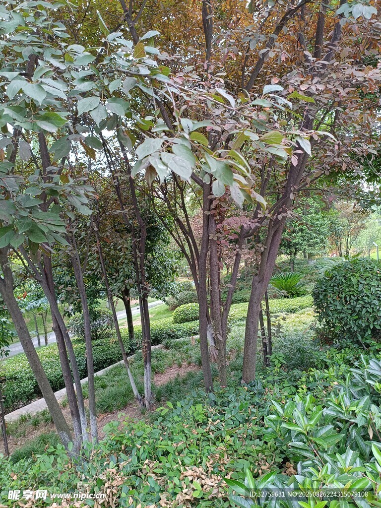 秋日园林树木绿植景观