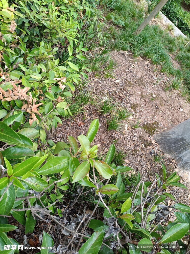 路边繁茂绿植景观