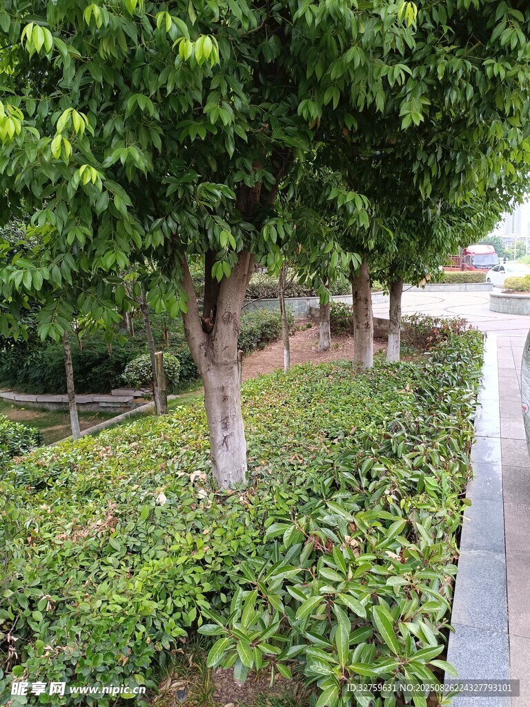 路边绿植景观