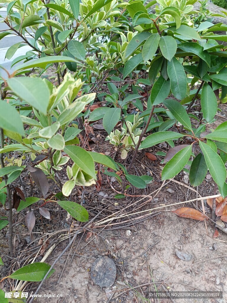 绿叶植物近景特写