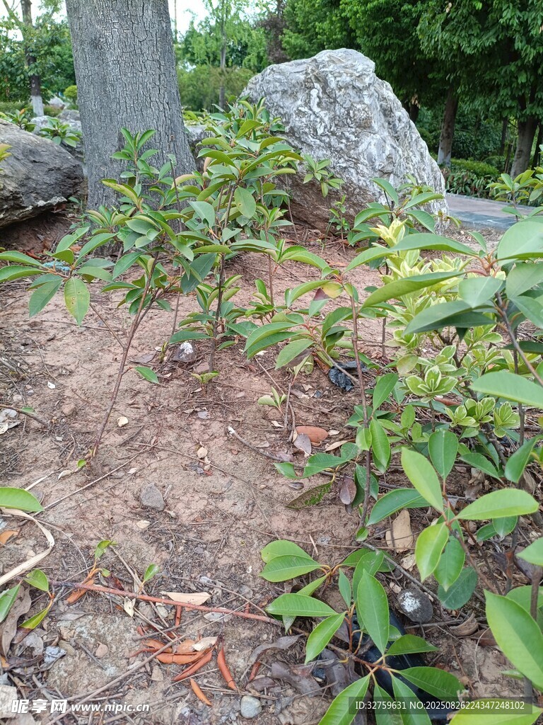 岩石旁生长的绿色植物