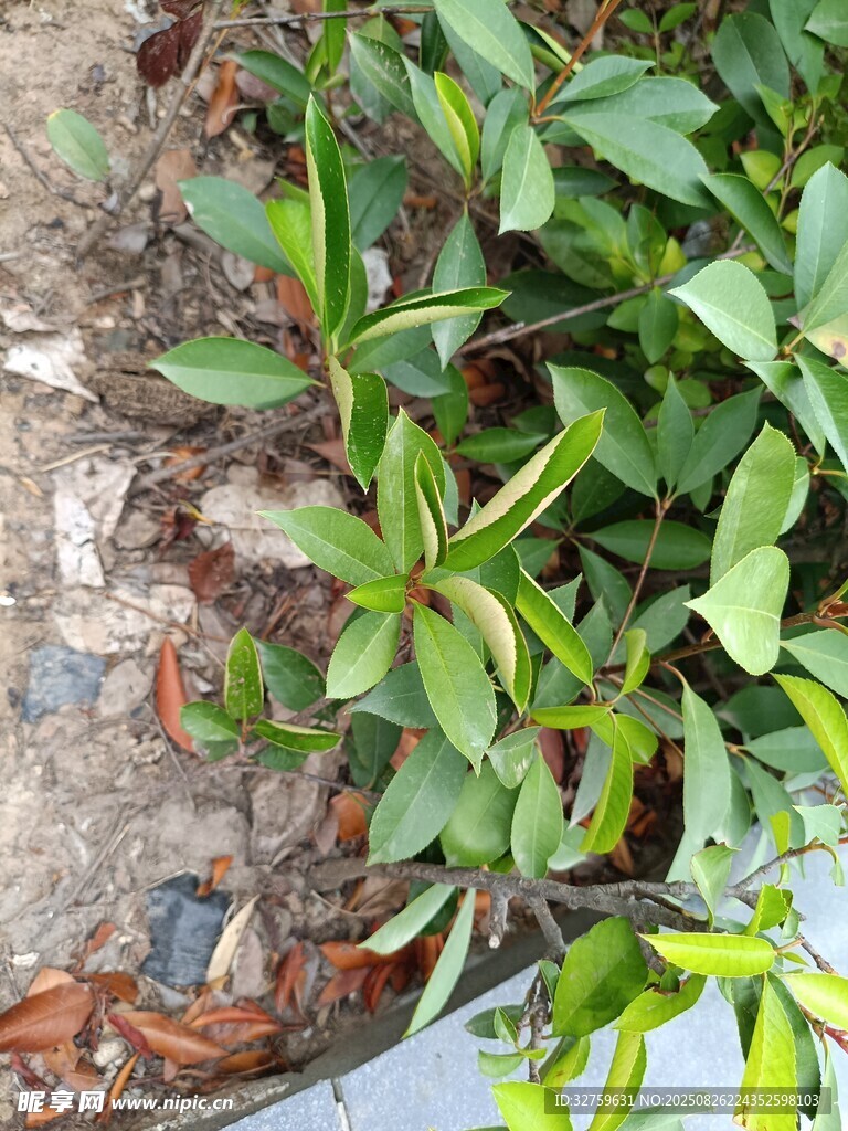 绿叶植物近景特写