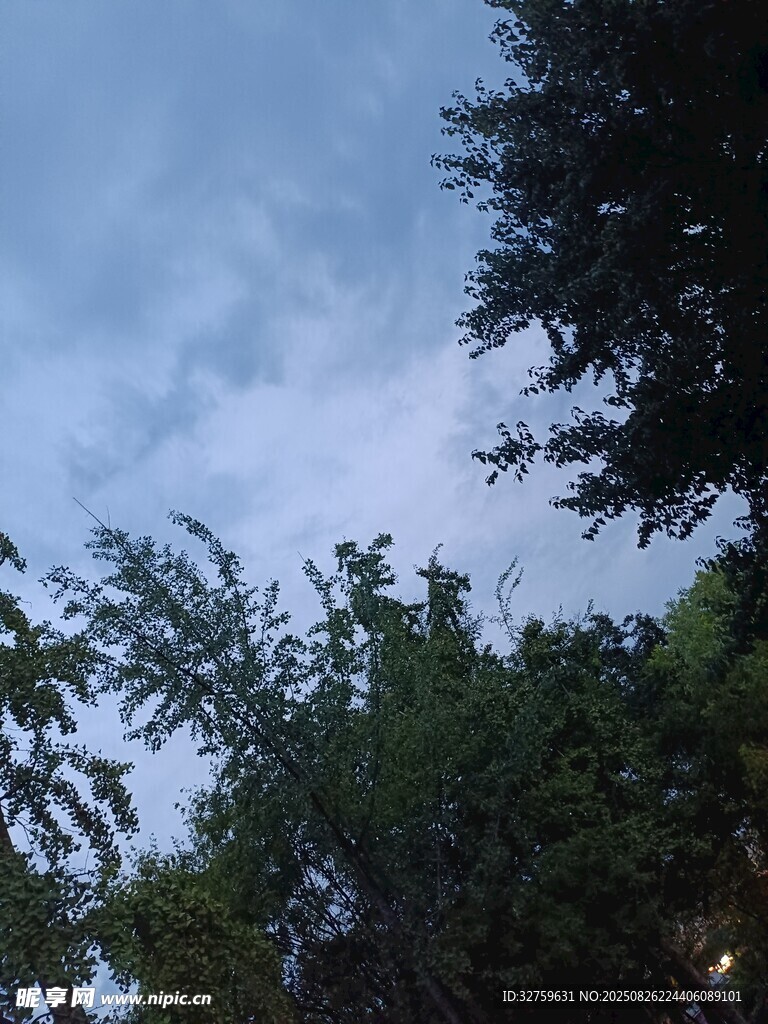 夜幕下的树梢与天空